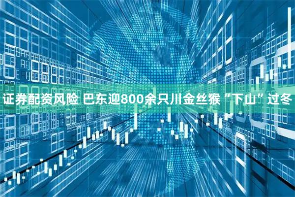 证券配资风险 巴东迎800余只川金丝猴“下山”过冬